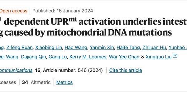 NAD+ dependent UPR activation underlies intestinal aging caused by mitochondrial DNA mutations