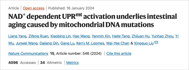 NAD+ dependent UPR activation underlies intestinal aging caused by mitochondrial DNA mutations