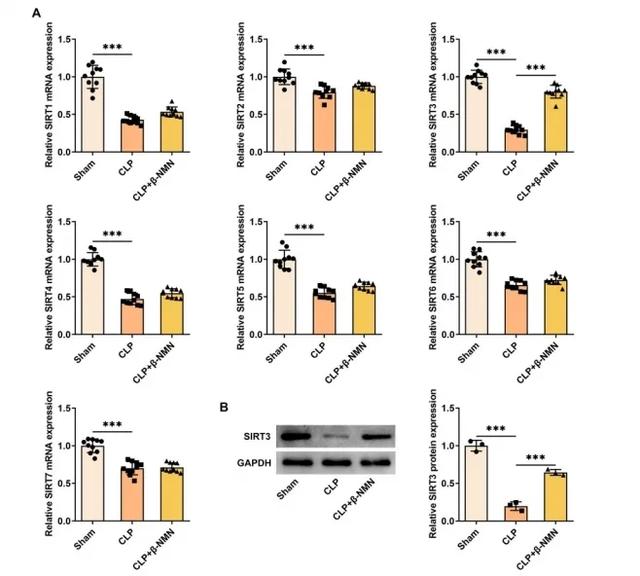 Figure 5. β-Nicotinamide Mononucleotide upregulated SIRT3 mRNA and protein expression in kidney tissue of mice with sepsis associated acute kidney injury