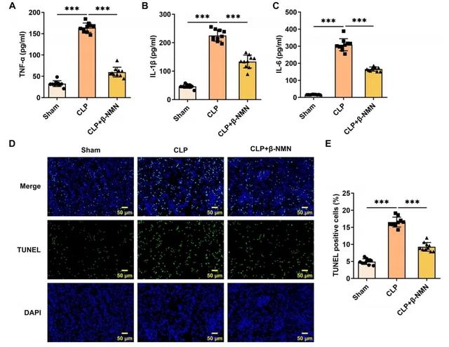 Figure 4. β-NMN treatment reduced inflammation and apoptosis in kidney tissue of mice with sepsis associated acute kidney injury