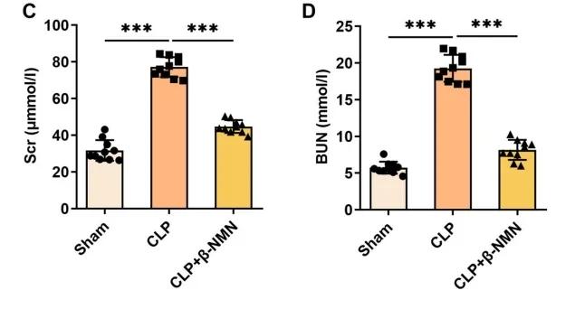 Figure 3. β-NMN can improve renal pathological changes and reduce serum indexes