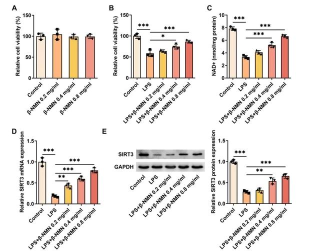 Figure 6. β-Nicotinamide Mononucleotide treatment increased SIRT3 expression in HK-2 cells stimulated by lipopolysaccharide (LPS)