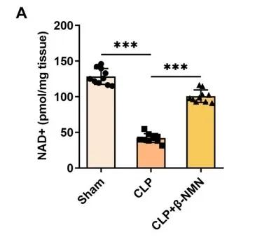 Figure 2. Compared with the CLP group, the use of β-NMN significantly increased the content of NAD+ in mouse kidney tissue