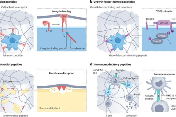 Classification and application of functional peptides