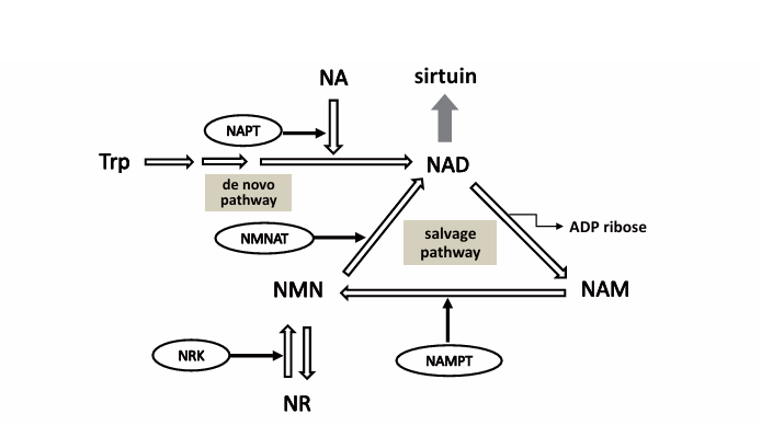 NAD synthesis pathway