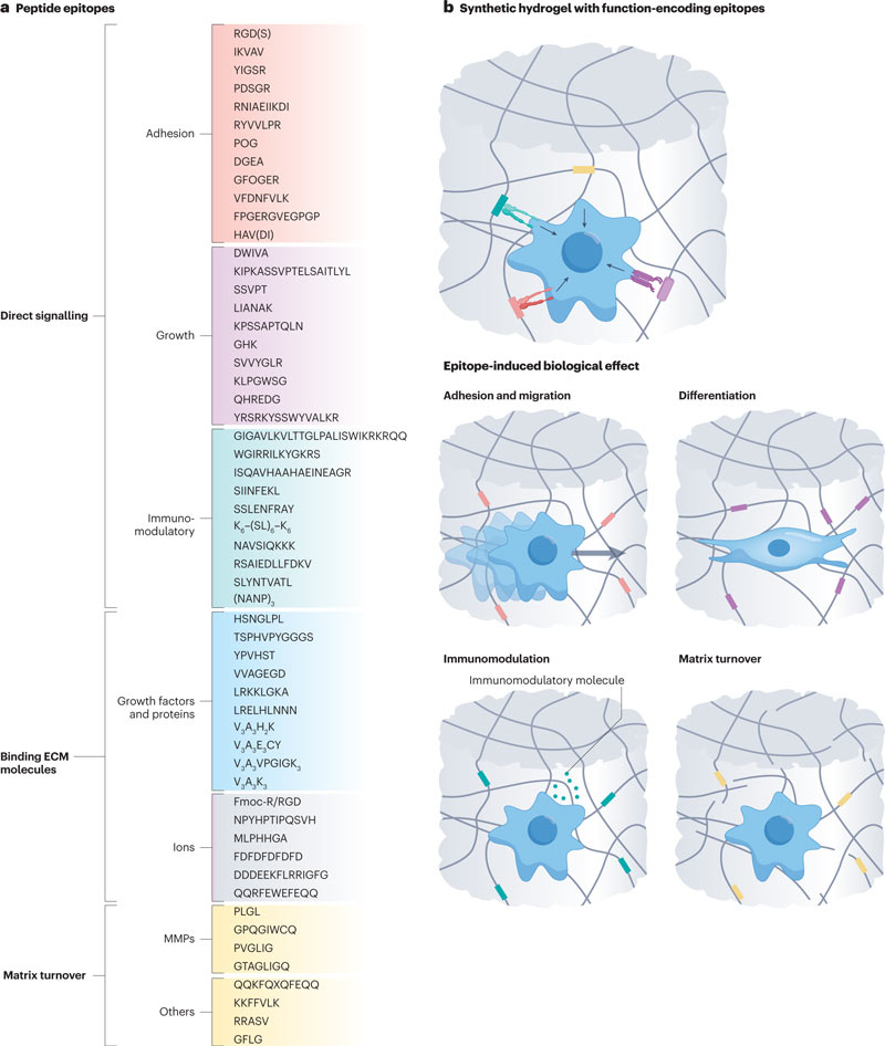 a peptides epitopes
b Synthetic hydrogel with function-encoding epitopes