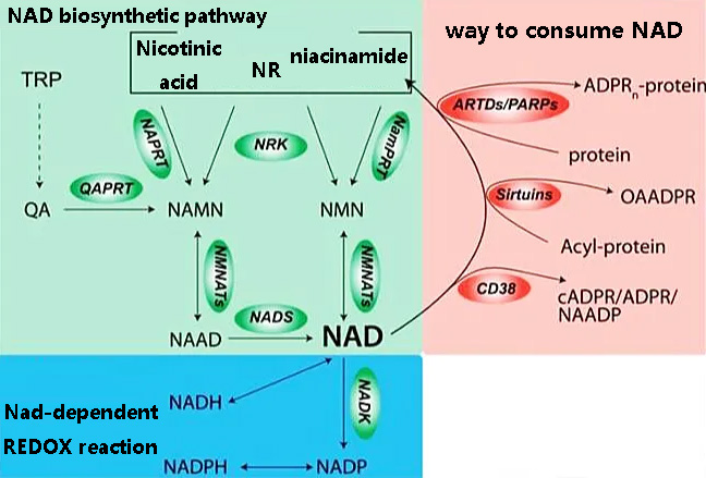 NAD+ synthesis and consumption pathways