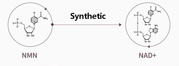 Synthetic