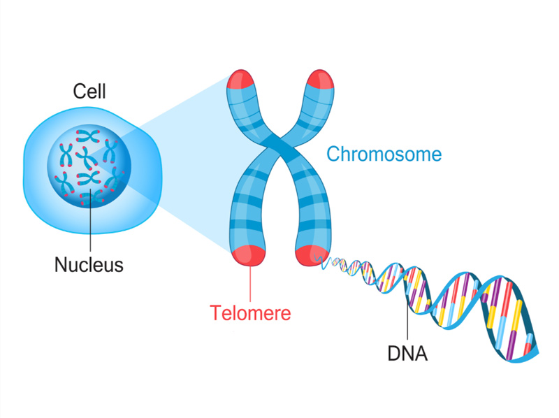 Elongated telomeres