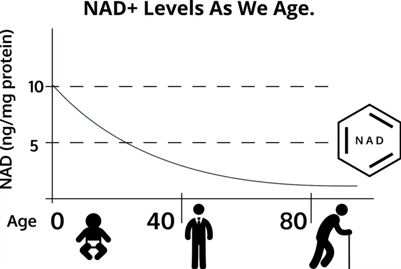 NAD+ levels decreased with age