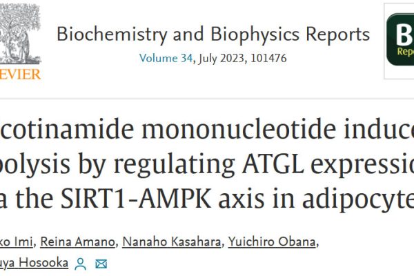 Nicotinamide mononucleotide induceslipolysis by regulating ATGL expressionvia the SIRT1-AMPK axis in adipocytes