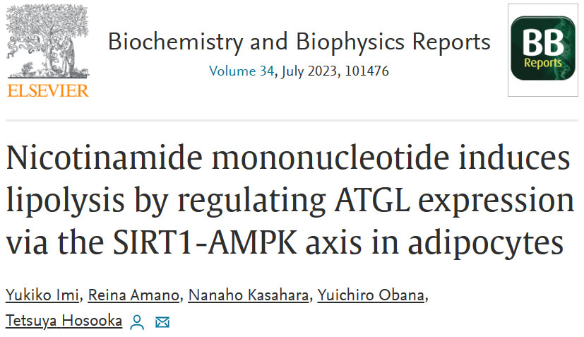 Nicotinamide mononucleotide induceslipolysis by regulating ATGL expressionvia the SIRT1-AMPK axis in adipocytes