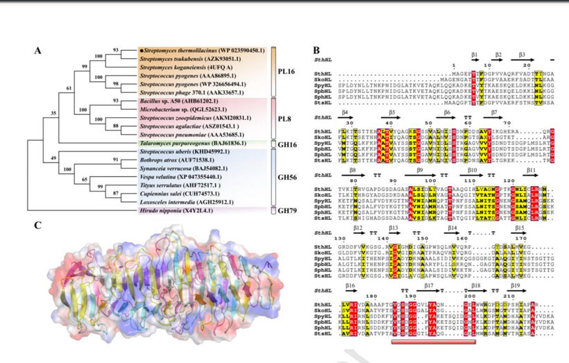 Characteristic analysis of novel hyaluronidase SthHL