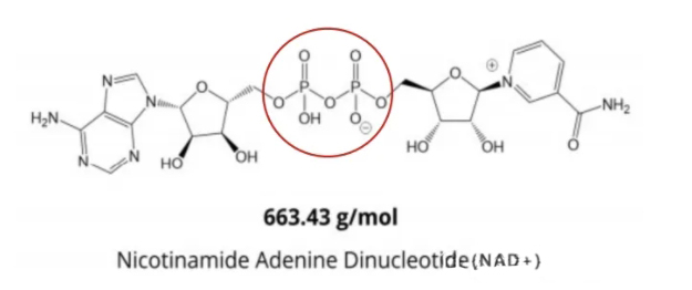 NAD+