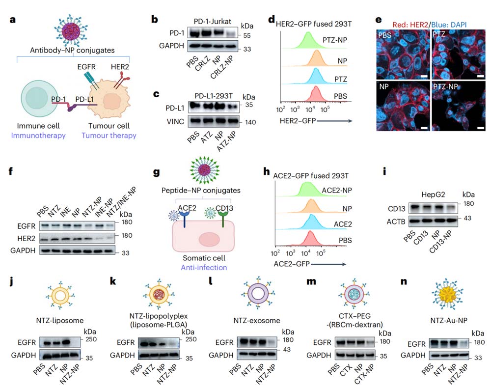 Figure 2. Broad spectrum and flexibility in design of TPD-NP for different disease targets nanoparticle