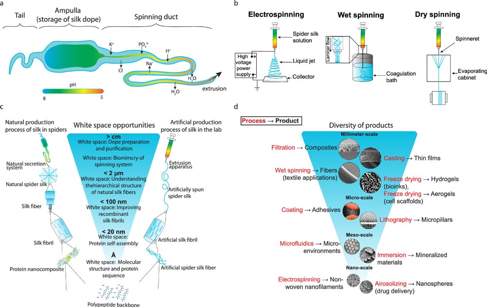 Spider silk is made into fibers and other products