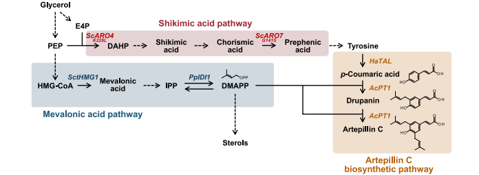 Biosynthetic pathway of atipyrine C in Pichia pastoris