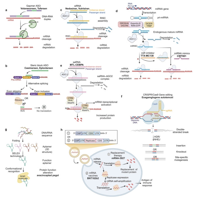 Classification and therapeutic mechanism of NADs