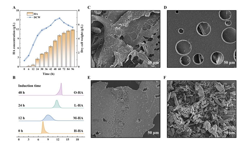 The engineered bacteria successfully achieved hyaluronic acid synthesis with specific molecular weight