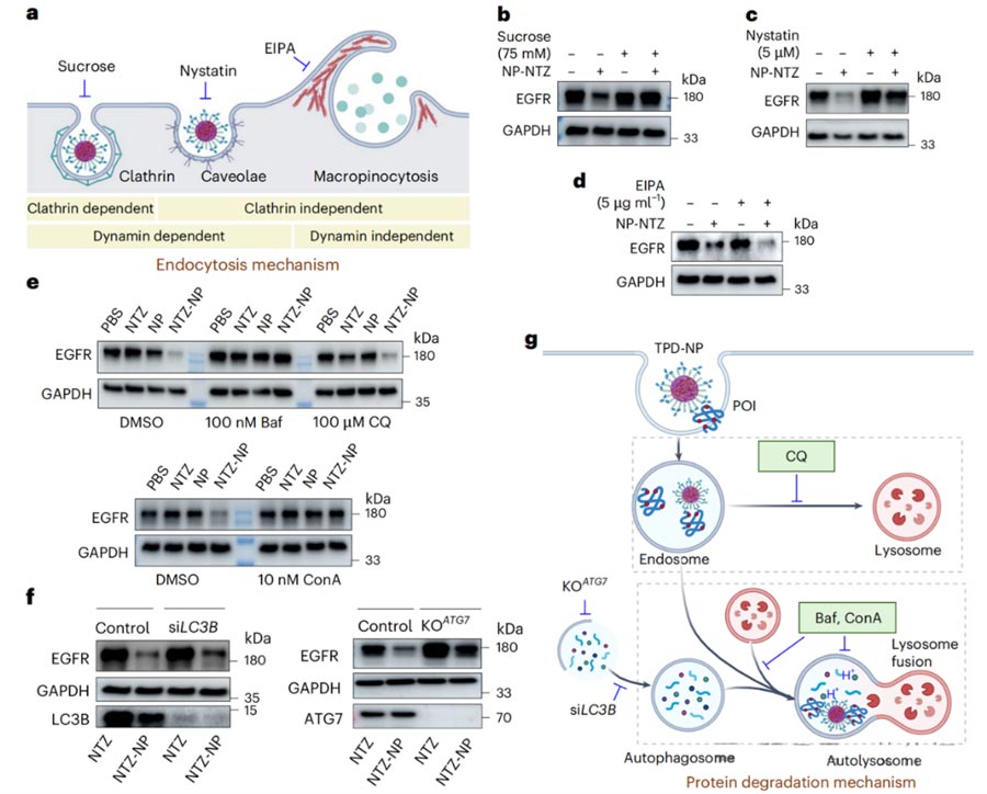 FIG. 3 endocytogenic degradation mechanism of TPD-NP