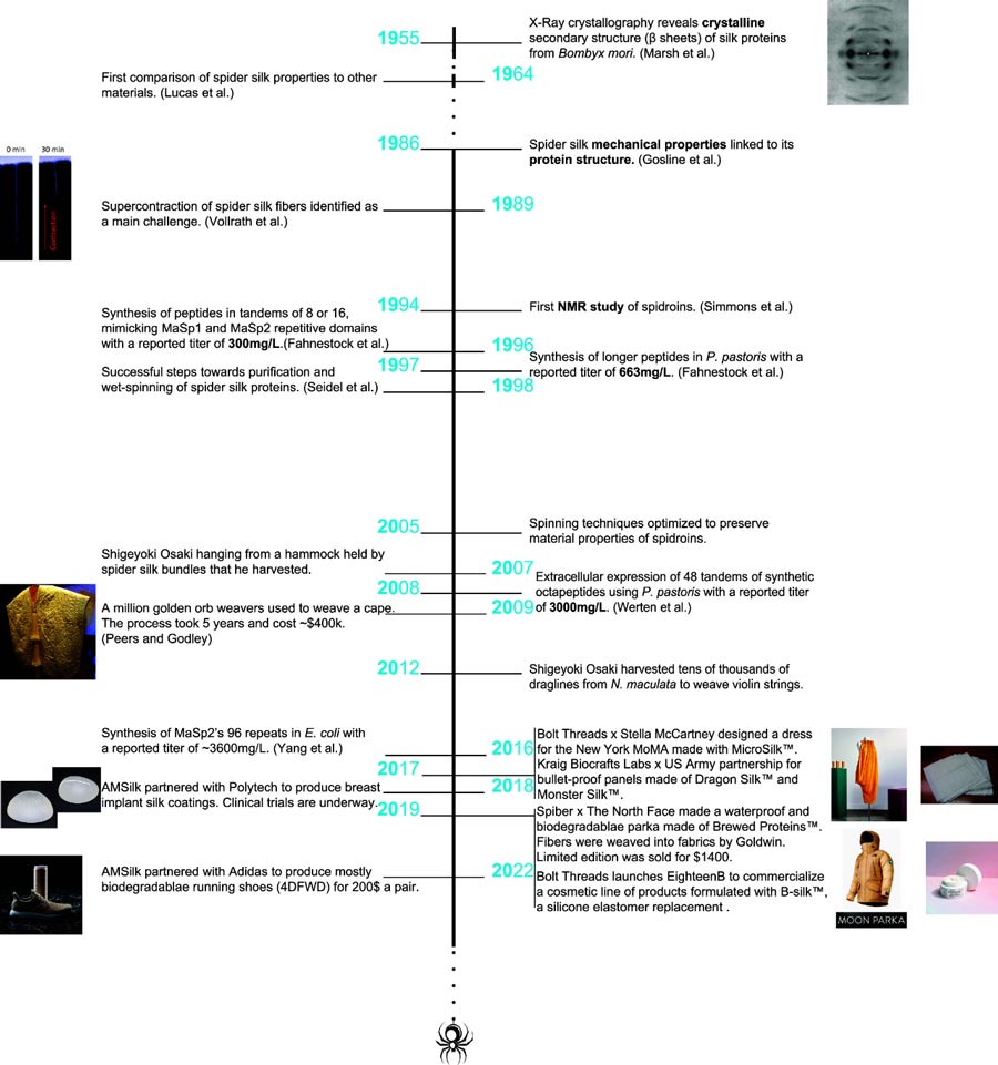 Drive the timeline of key discoveries and innovations in the reorganization of spider silk production research and industrialization