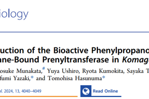 De Novo Production of the Bioactive Phenylpropanoid Artepillin C Using Membrane-Bound Prenyltransferase in Komagataella phaffii