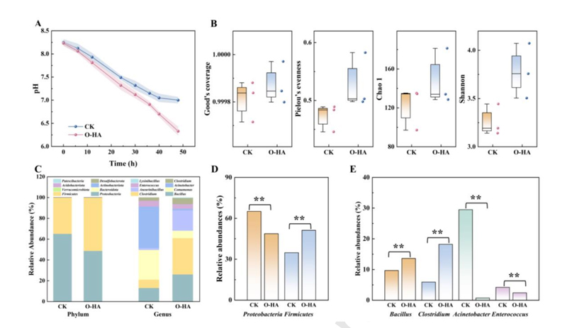 The addition of low molecular weight hyaluronic acid oligosaccharide OHA can increase the number of beneficial bacteria