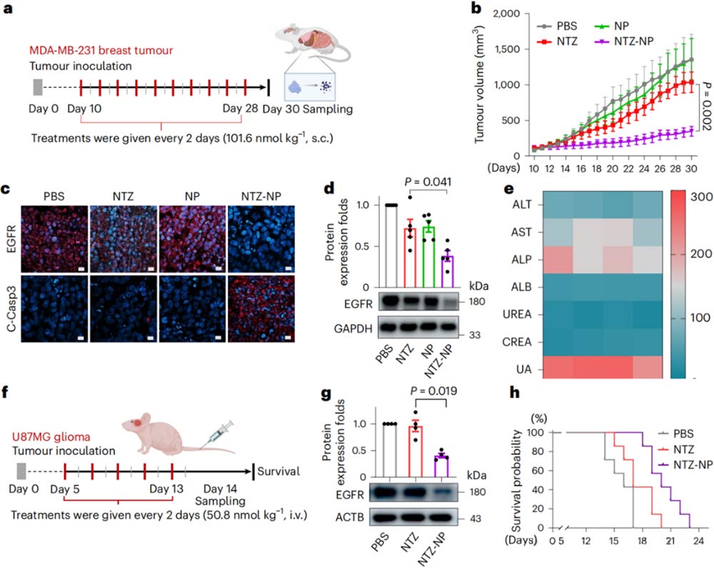 Figure 4 In vivo validation of the effect of TPD-NP system in animal models of human breast cancer and human glioma