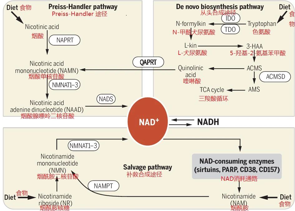 NAD+