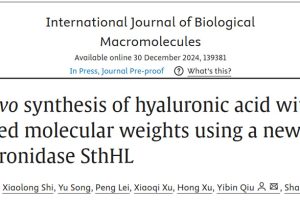 De novo synthesis of hyaluronic acid with tailored molecular weights using a new hyaluronidase SthHL