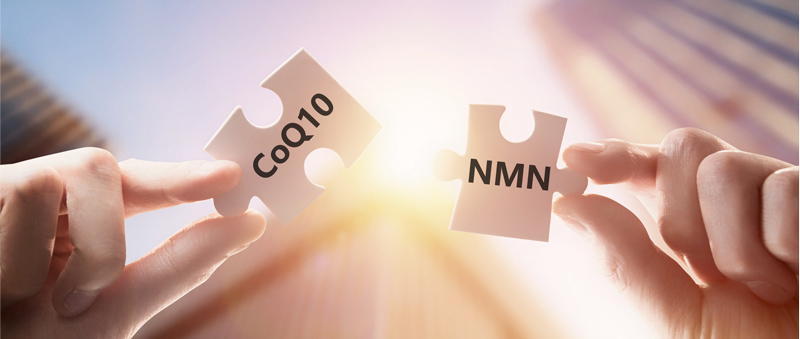 What is the role of NMN and Coenzyme Q10?