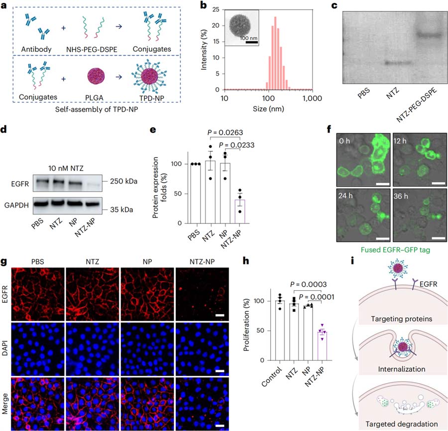 Figure 1 EGFR degradation mediated by antibody-coupled biodegradable nanoparticle (TPD-NP)